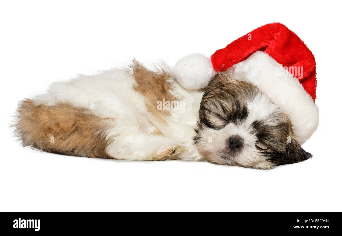 Puppy in santa hat Foto Stock