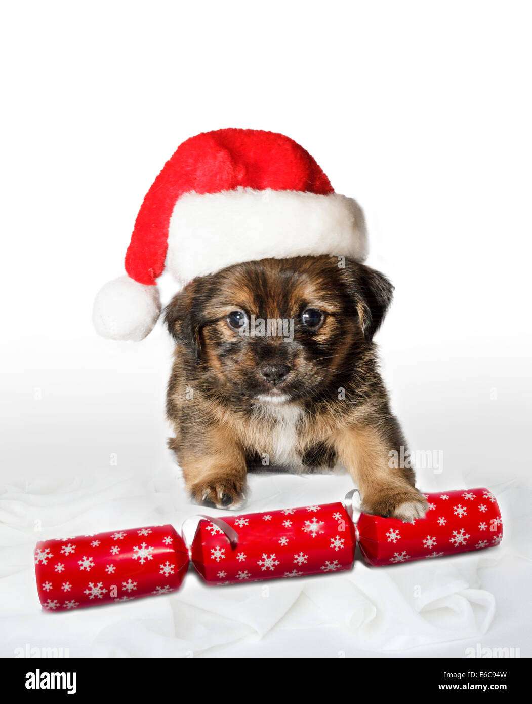 cucciolo di Natale Foto Stock