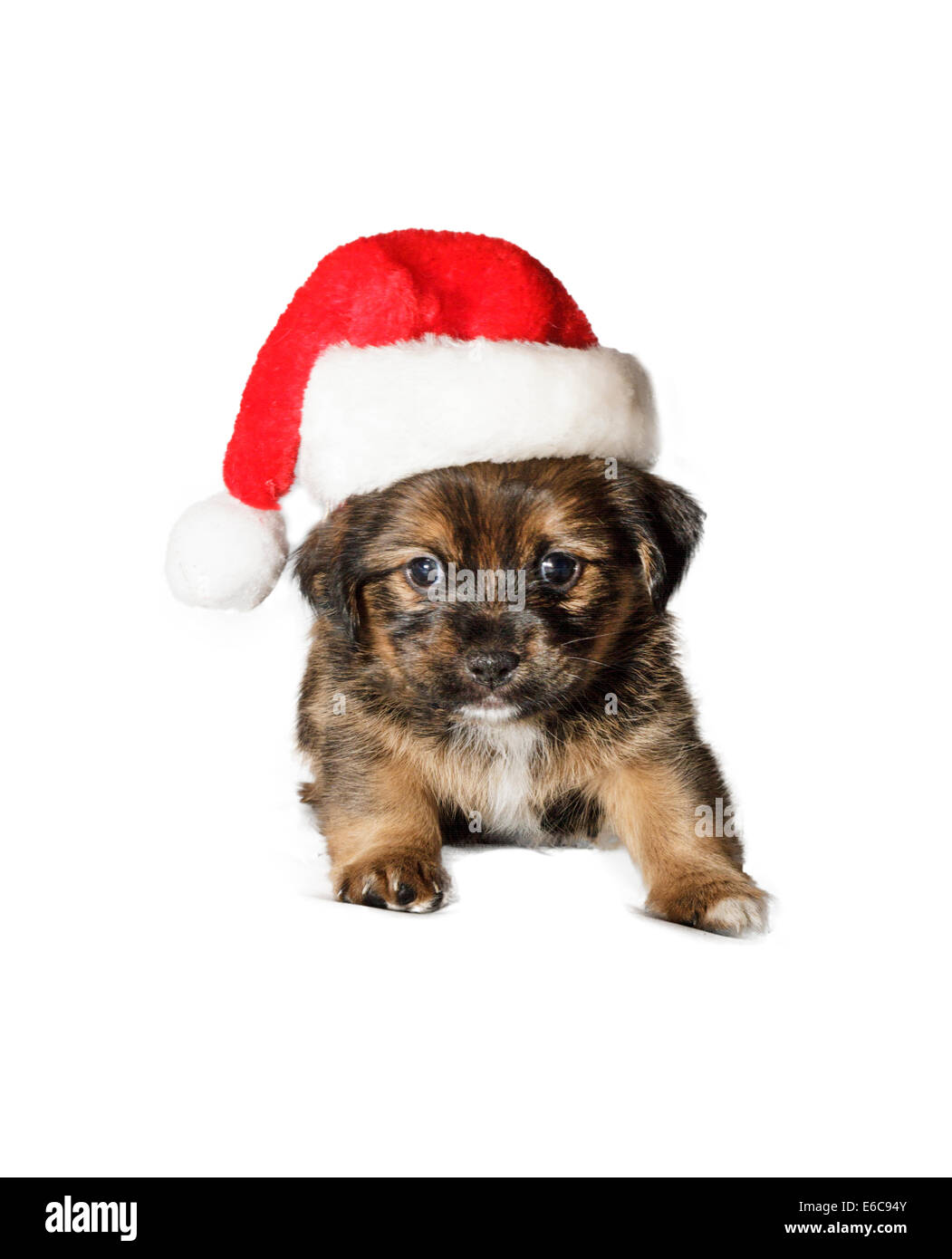 Puppy in cappello di Natale Foto Stock