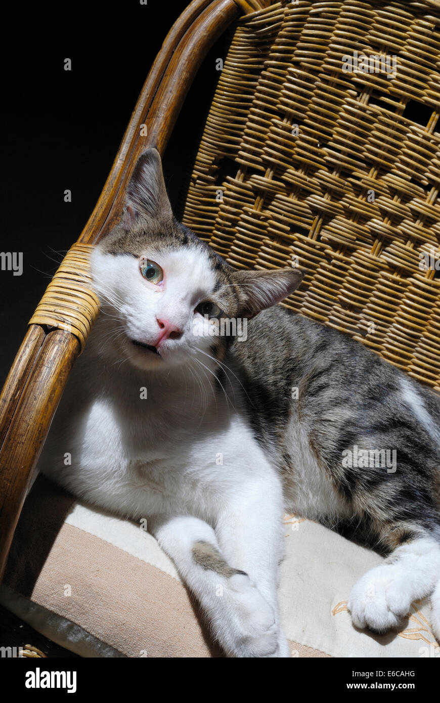 Gatto sdraiato sul legno sedia in vimini Foto Stock