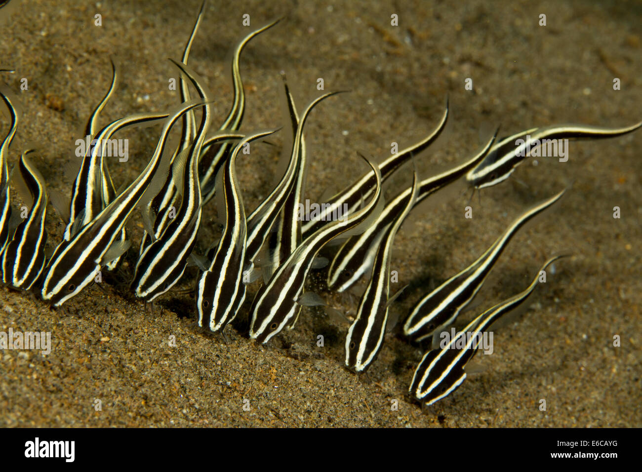 Piccola scuola di strisce di pesce gatto. Foto Stock