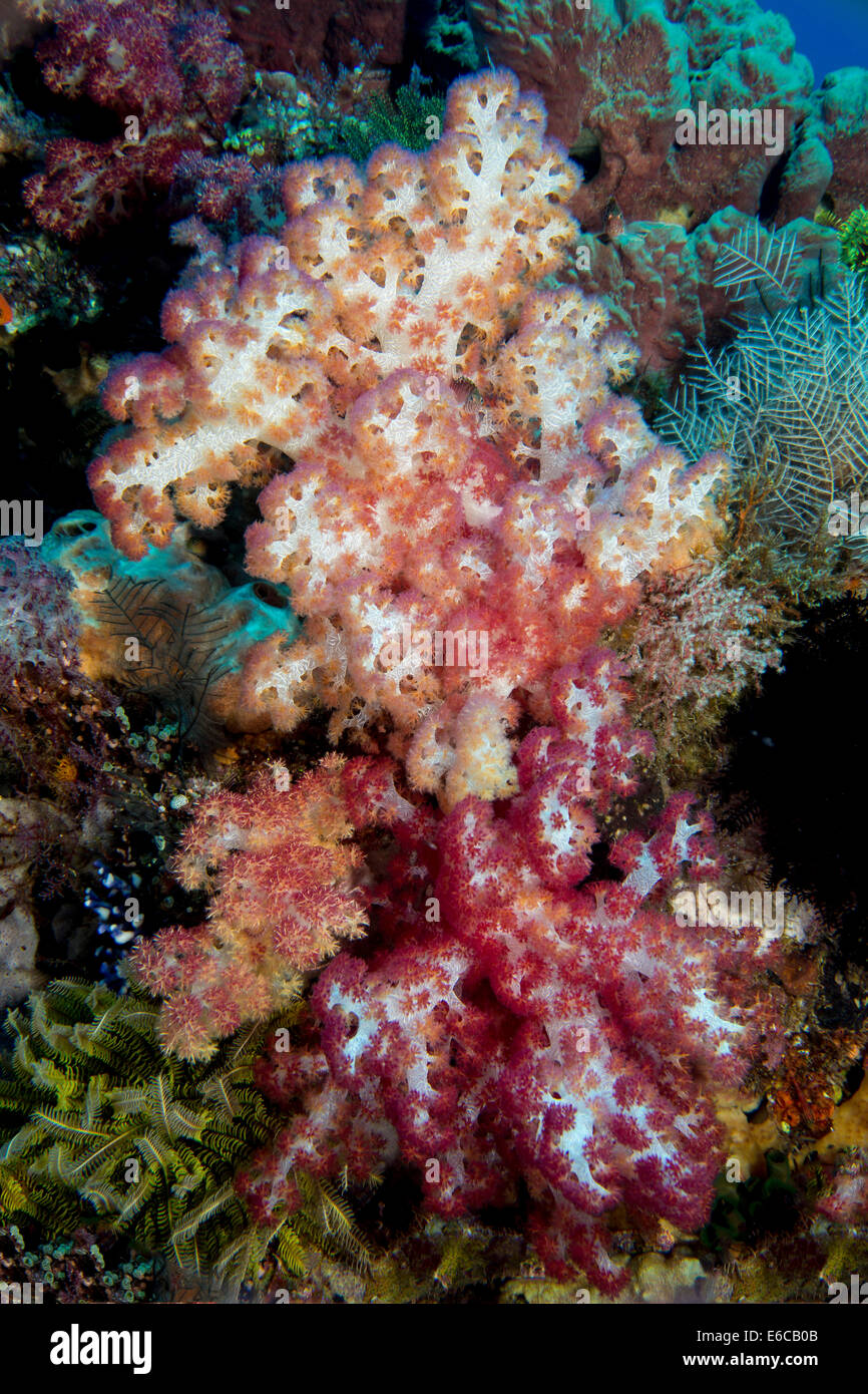 Coloratissimo bouquet di coralli molli. Foto Stock