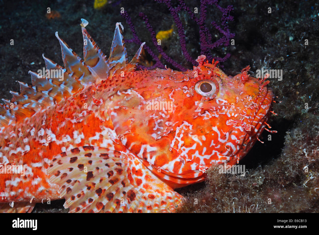 Pustulous Scorfani (Scorpaena notata) su roccia, vista subacquea, Mare mediterraneo, Francia, Europa Foto Stock