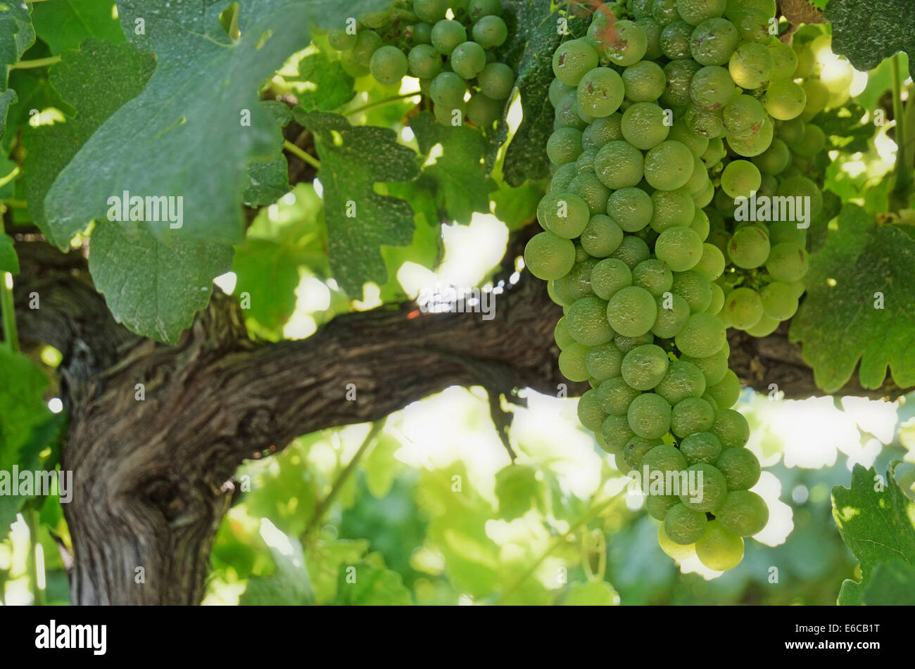 Verde uva sulla vite in un vigneto in estate, Provence, Francia Foto Stock