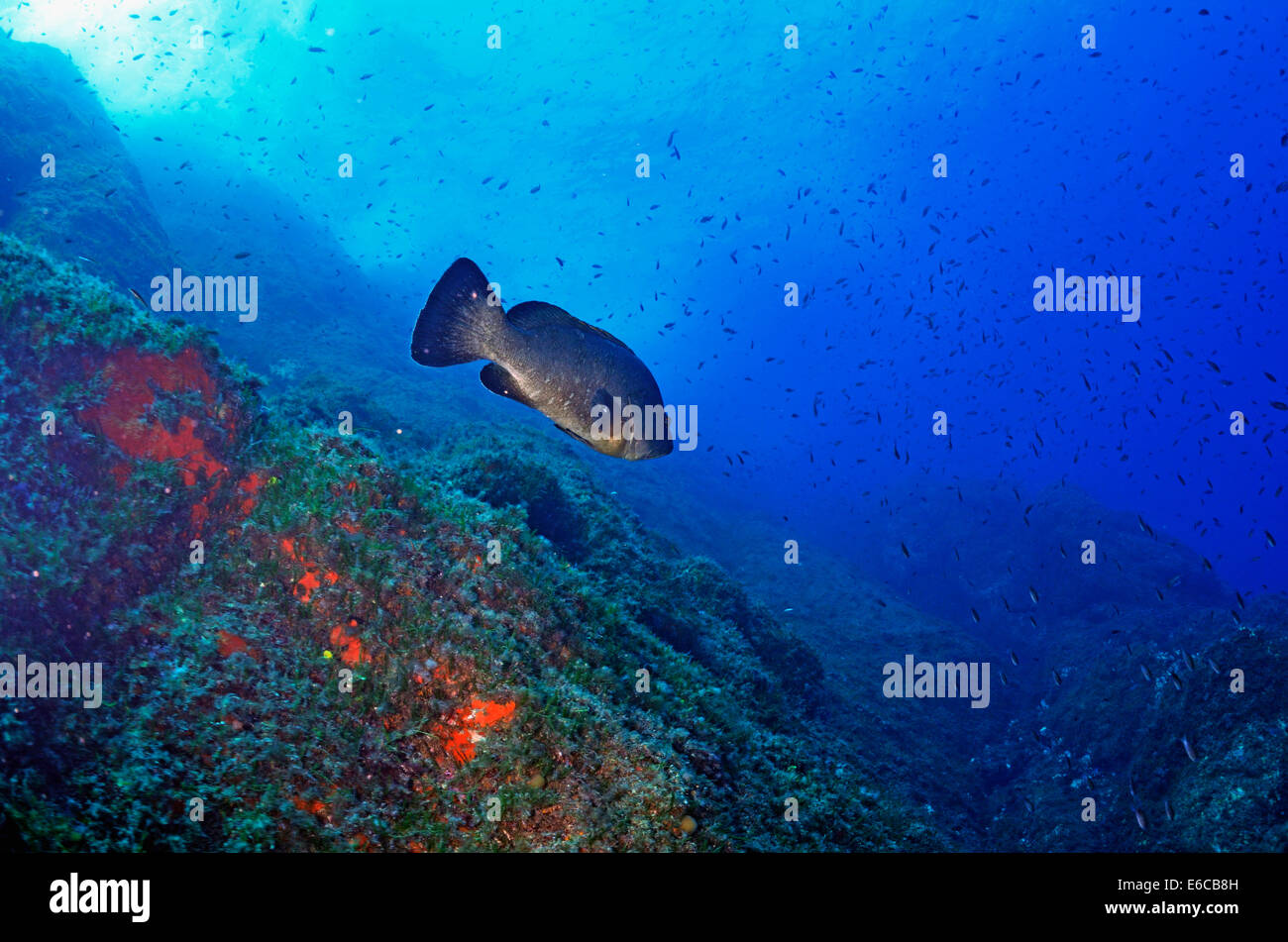 Dusky cernie pesce (Epinephelus marginatus), Port-Cros, Francia, Europa Foto Stock