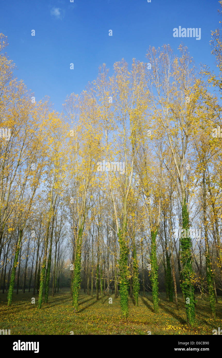 Filari di alberi con foglie di giallo in autunno in una giornata di sole Foto Stock