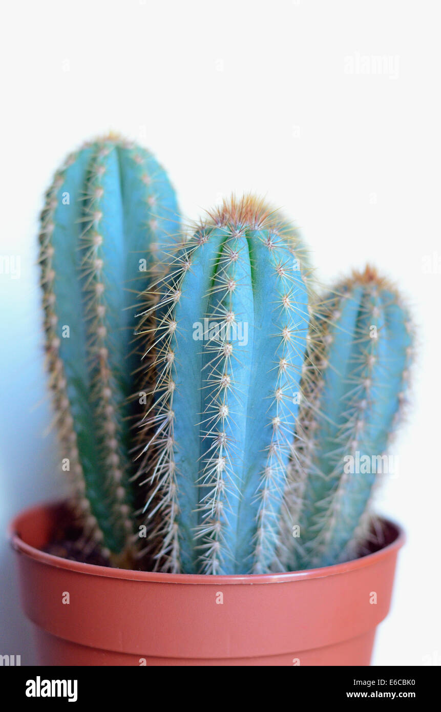 Cactus in pentola, sfondo bianco Foto Stock