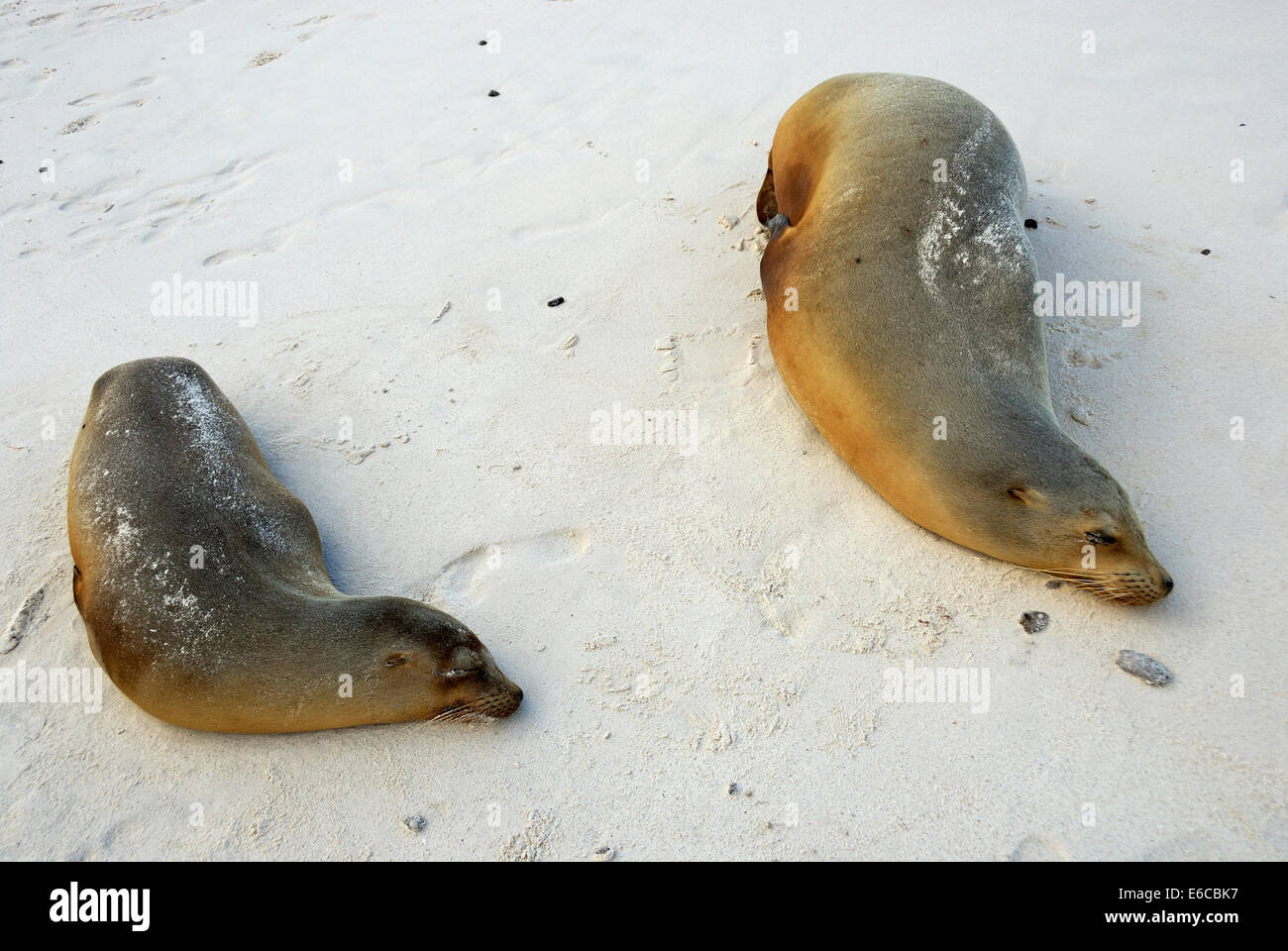 Isole Galapagos leoni marini (zalophus californianus wollebaeki) che dormono sulla spiaggia, Isola di Espanola, Ecuador, Sud America Foto Stock