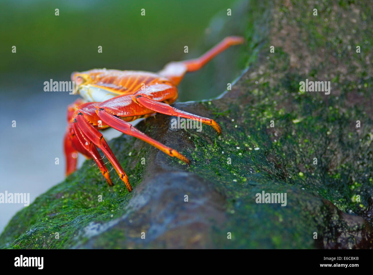 Sally Lightfoot Crab (Grapsus grapsus), su roccia, all'Isola Espanola, Isole Galapagos, Ecuador Foto Stock