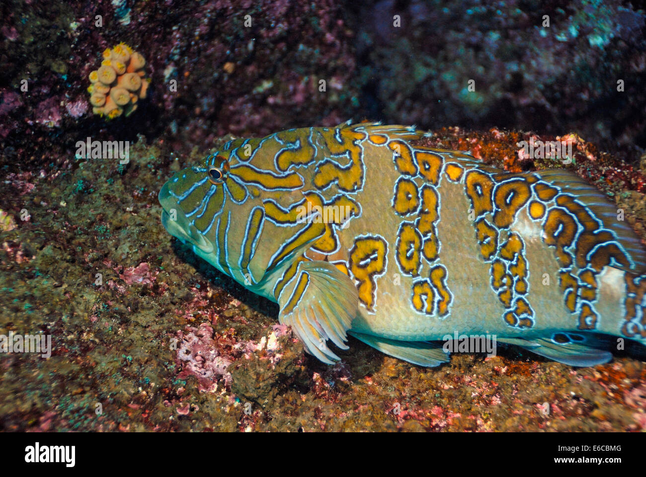 Hawkfish gigante (Cirrhitus rivulatus) sul fondale, Lupo isola, isole Galapagos, Ecuador, Sud America Foto Stock