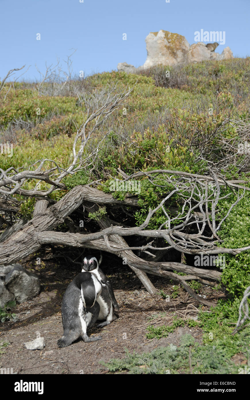 Paio di zampe nere pinguini Jackass (Speniscus demersus), Betty's Bay, South Western Cape, Sud Africa Foto Stock