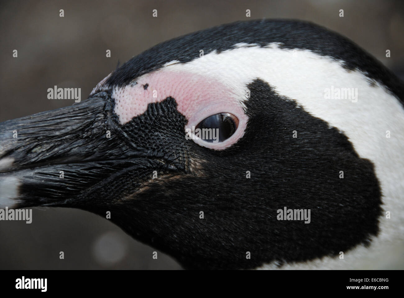 Nero Footed Jackass Penguin testa (Speniscus demersus), Betty's Bay, South Western Cape, Sud Africa Foto Stock