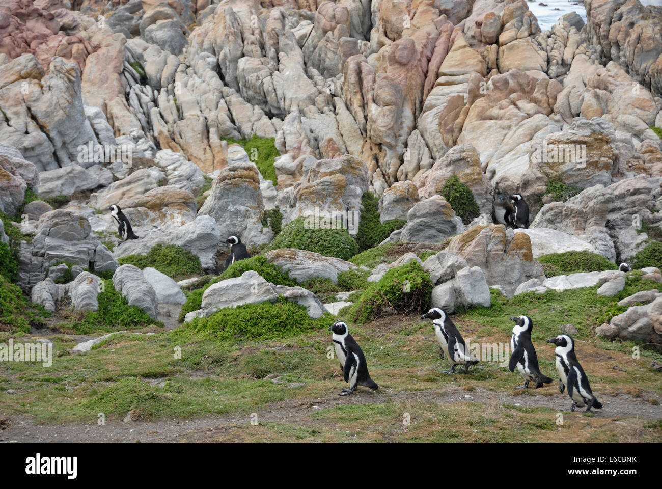 Nero Footed pinguini Jackass (Speniscus demersus), Betty's Bay, South Western Cape, Sud Africa Foto Stock