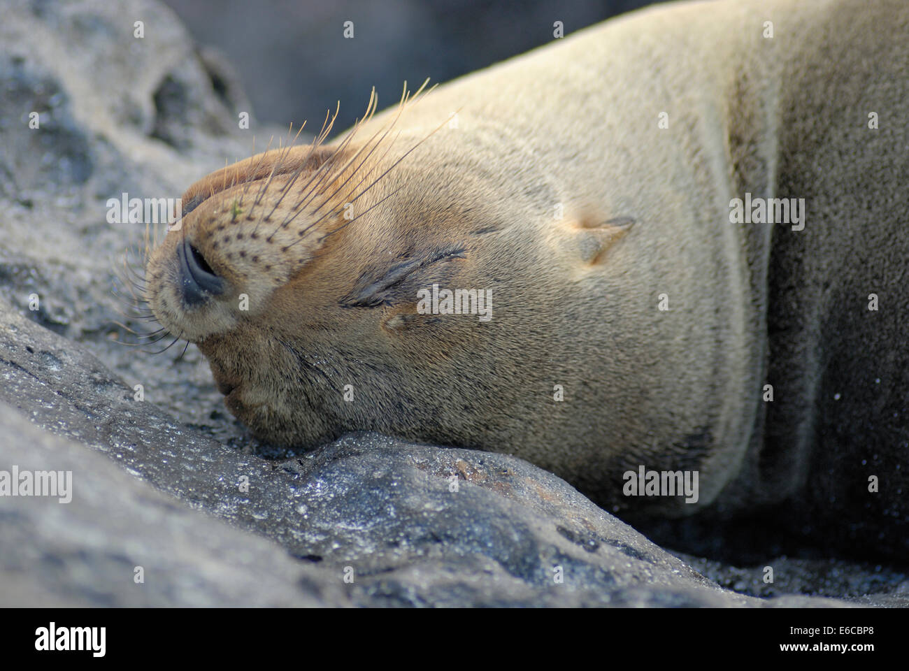 Isole Galapagos leone marino (zalophus californianus wollebaeki) che dorme sulle rocce, Isola di Espanola, Ecuador, Sud America Foto Stock