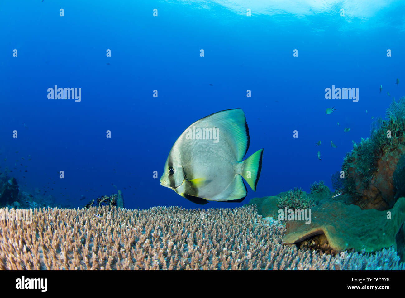 Spadefish Longfin guarda warily alla fotocamera. Foto Stock