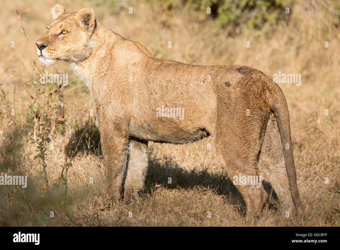 Leonessa ferito a Duba Plains Foto Stock