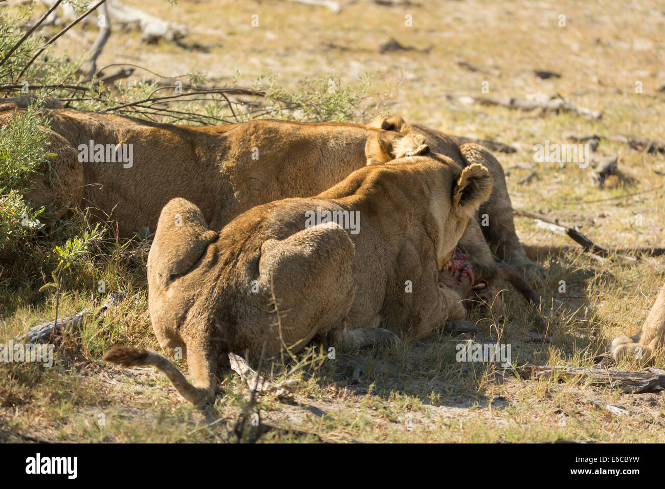 Lion mangiare, dal retro Foto Stock