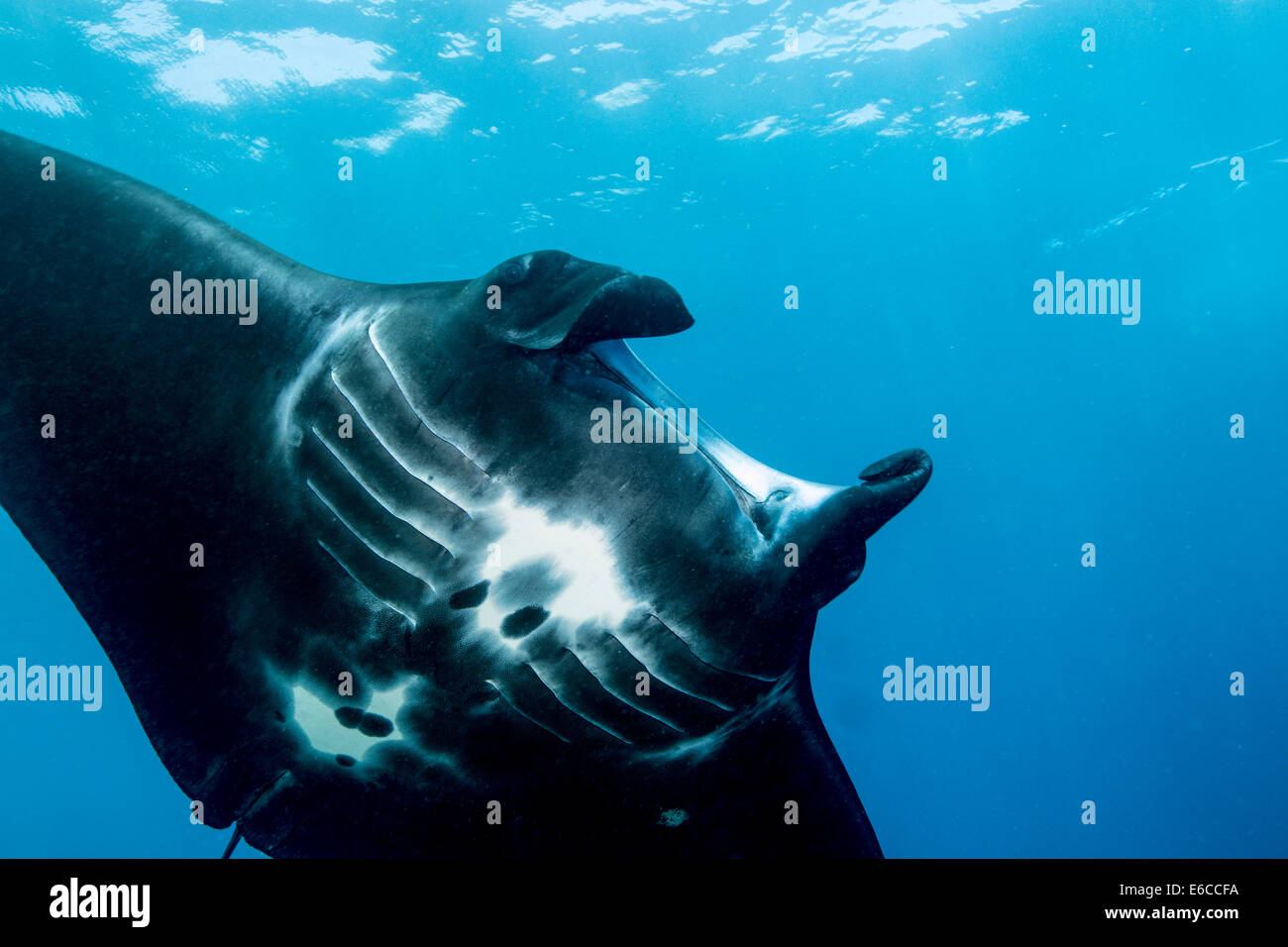 Giant manta ray, visto a Manta alley sito di immersione, Indonesia. Foto Stock