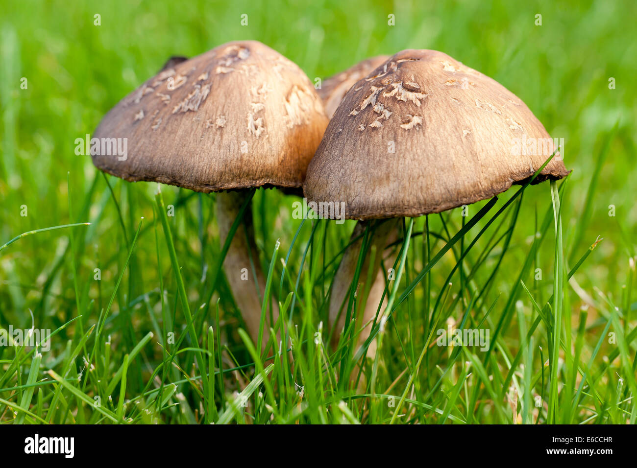 Legno squamosa di funghi (Agaricus silvaticus) Foto Stock