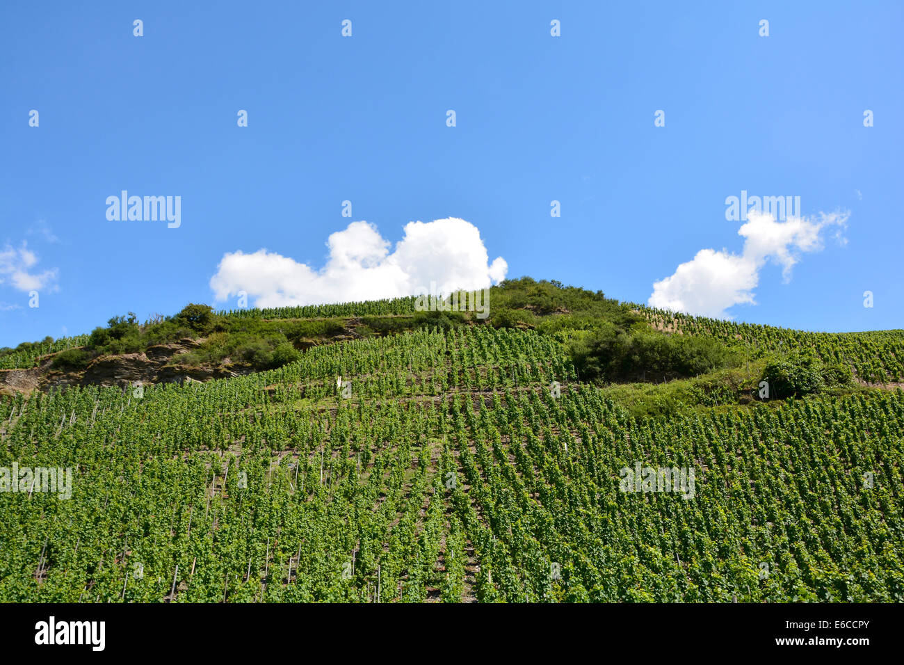 Vigneti Moselle paesaggio con cielo blu e nuvole Mosel Landschaft Weinberge Weinbergslandschaft Steilhang Sommer Germania Foto Stock