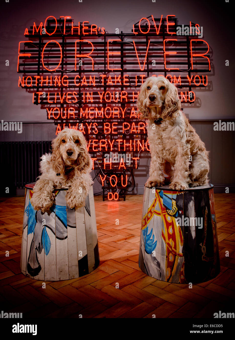 I cani di Joe e Jarvis in posa di sgabelli con un cuore al neon sagomati a segno un negozio specializzato di Oakley in East Sussex. Foto Stock