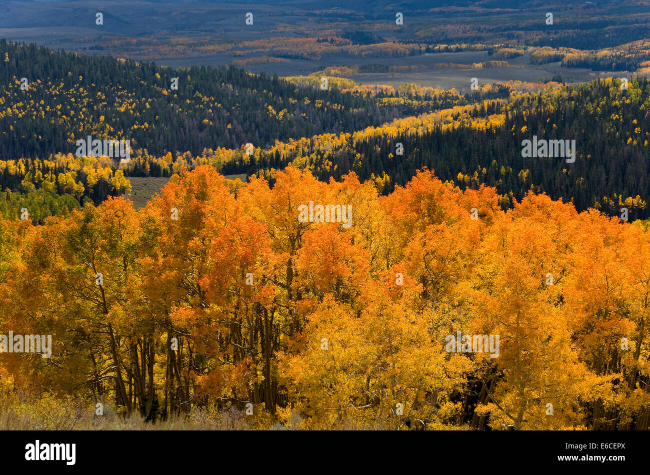 Aspen trees (Populus tremuloides) e conifere in autunno. Altopiano Sevier, Fishlake National Forest, Utah, Stati Uniti d'America. Foto Stock