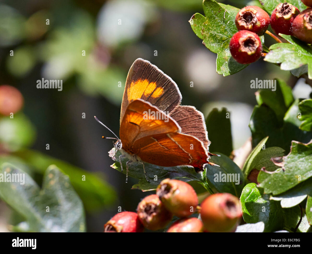 Brown Hairstreak butterfly a poggiare sulla foglia di biancospino. Bookham comune, Surrey, Inghilterra. Foto Stock