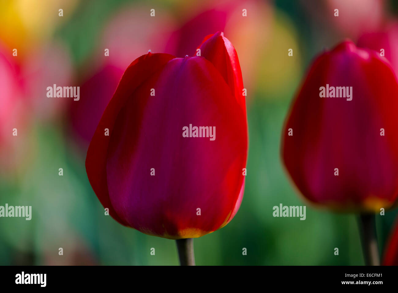 Una ripresa macro di un tulipano in un campo di fiori Foto Stock