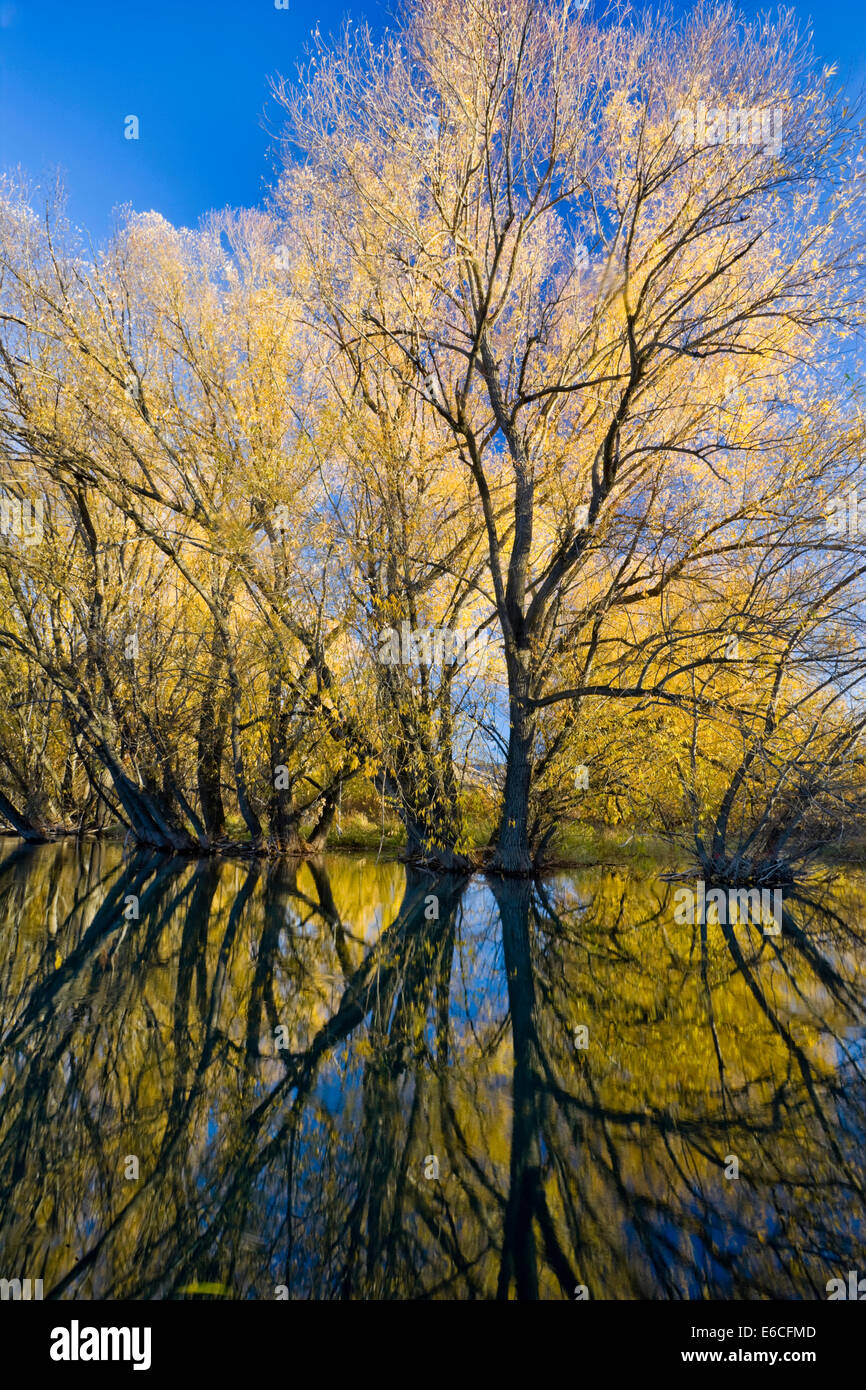 Utah. Stati Uniti d'America. Peachleaf salici (Salix Amygdaloides) riflesso nel fiume di Logan in autunno. Valle della cache. Grande Bacino. Foto Stock