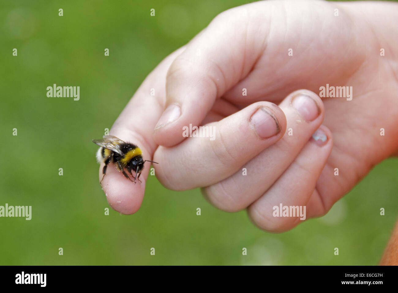 Bumblebee seduto su un giovane ragazzo del dito Foto Stock