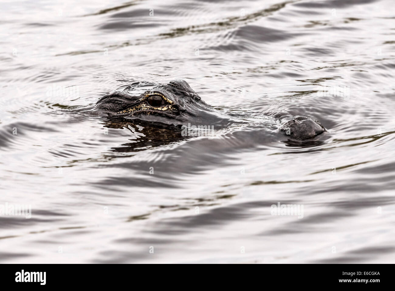 Primo piano immagine della caccia cayman in acqua, Everglades National Park, Stati Uniti d'America. Foto Stock