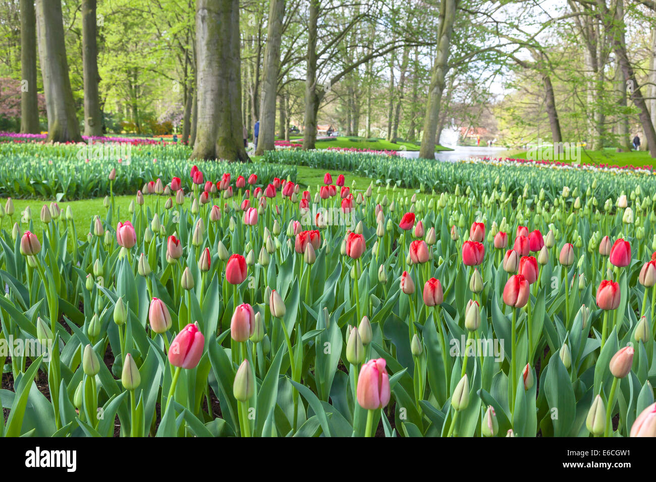 Primavera in giardini Keukenhof Lisse, Paesi Bassi. Foto Stock