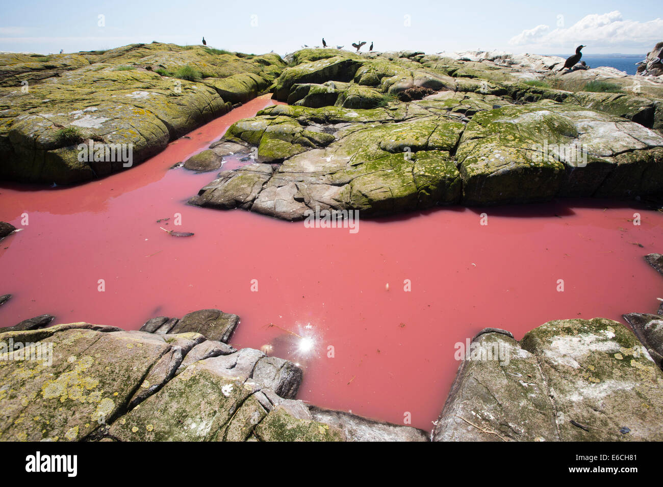 Un pool di colore rosso da alghe che sono state fecondate con pinguini guano sulle isole farne, Northumberland, Regno Unito. Foto Stock