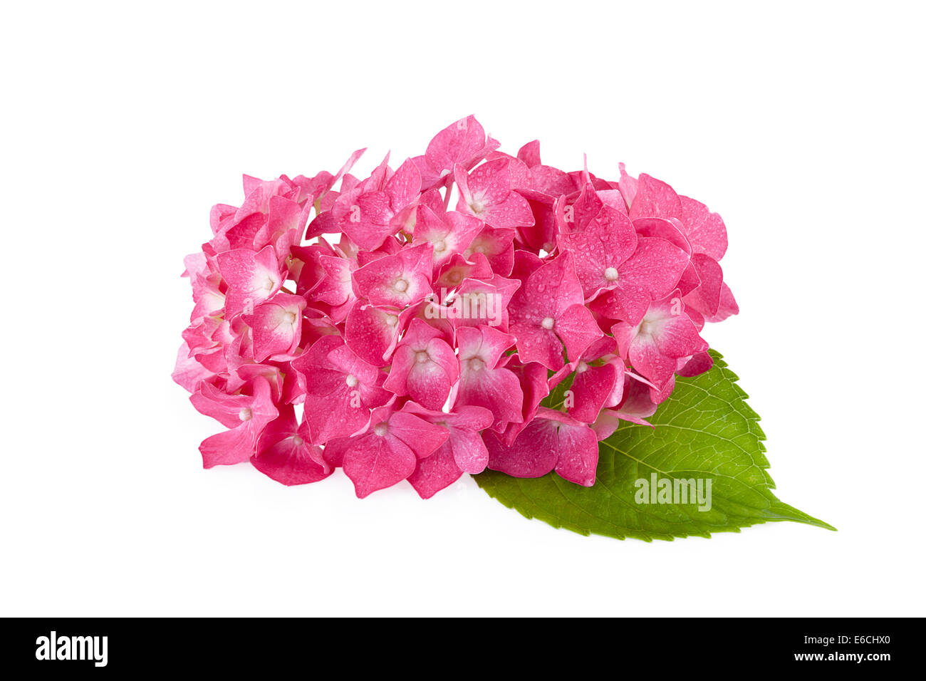 I fiori delle ortensie isolato su bianco Foto Stock