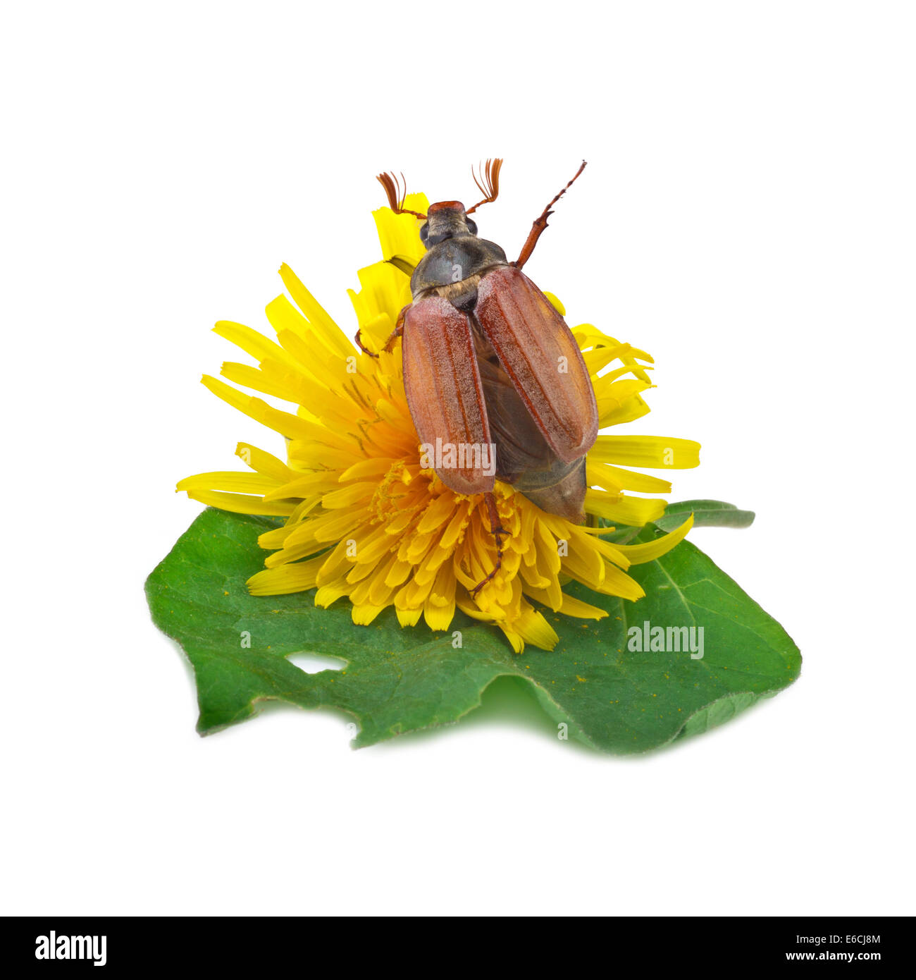(Cockchafer melolontha) o possono bug su bianco Foto Stock