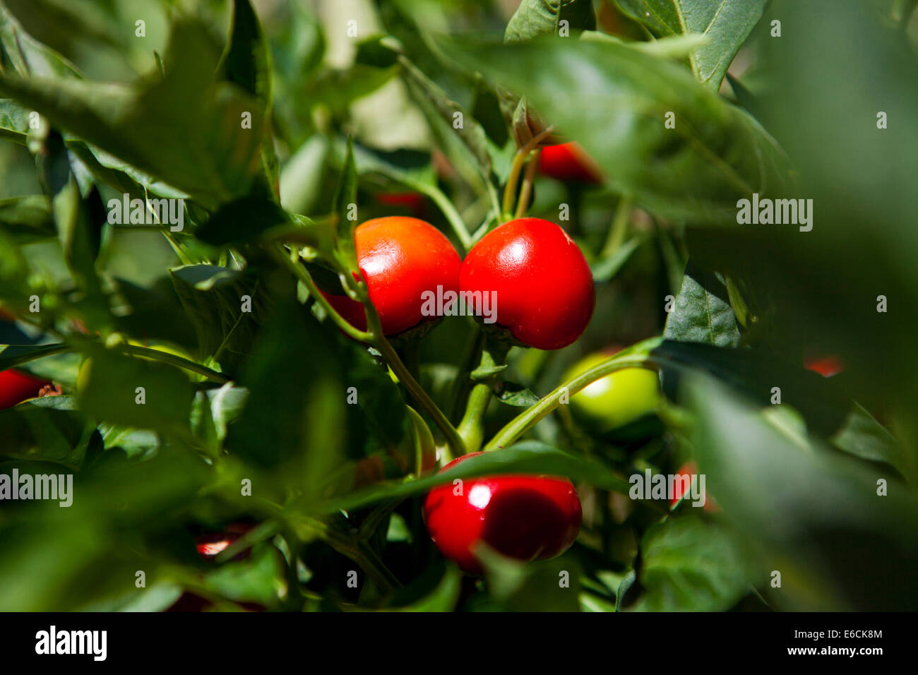 Rosso piccante, peperoncino, sulla vite Foto Stock