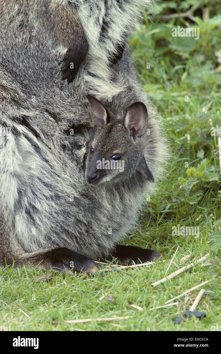 Il Bennett's Wallaby - Macropus rufogriseus Foto Stock