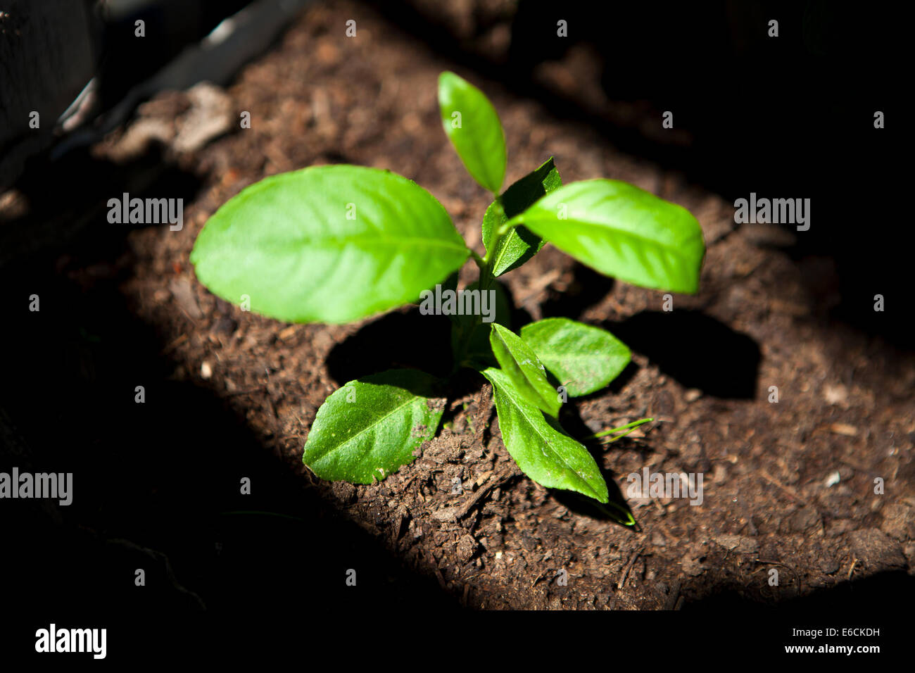 Peperoncino Peper impianto su un giardino Foto Stock