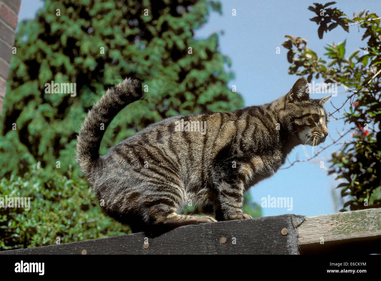 Il gatto domestico sul muro - Felis silvestris catus Foto Stock