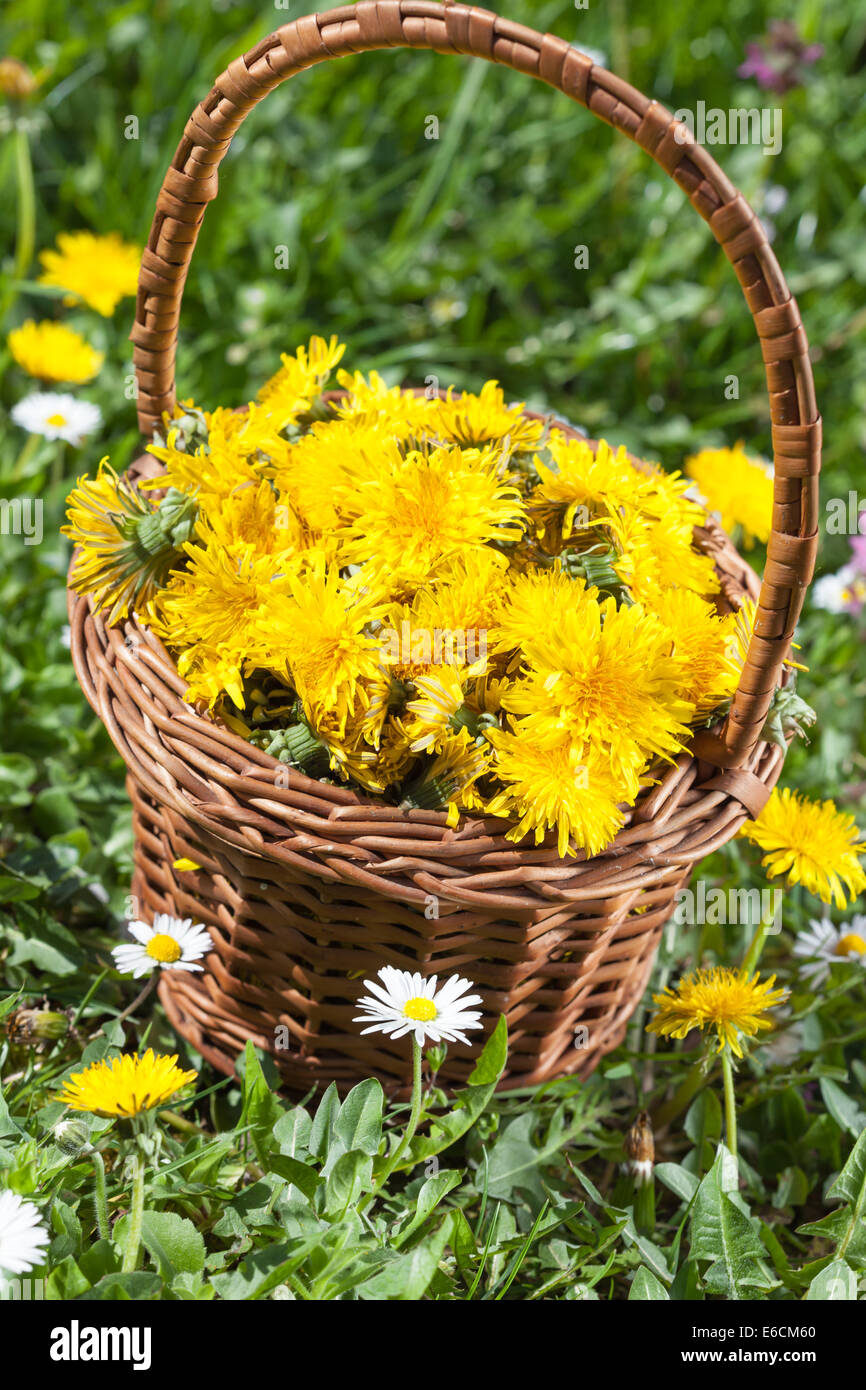 Tarassaco fiore in un cesto su prato Foto Stock