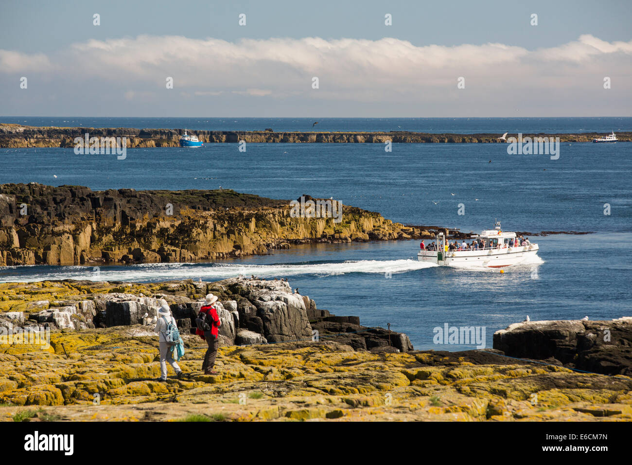 I turisti sulle isole farne, Northumberland, Regno Unito, tra di nidificazione di uccelli marini. Foto Stock