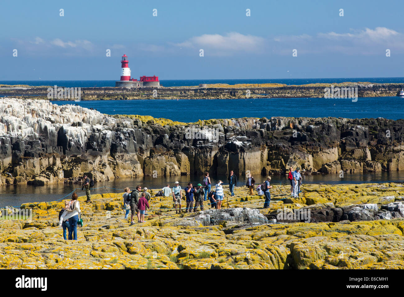 I turisti sulle isole farne, Northumberland, Regno Unito, tra di nidificazione di uccelli marini, con il faro di Longstone dietro. Foto Stock
