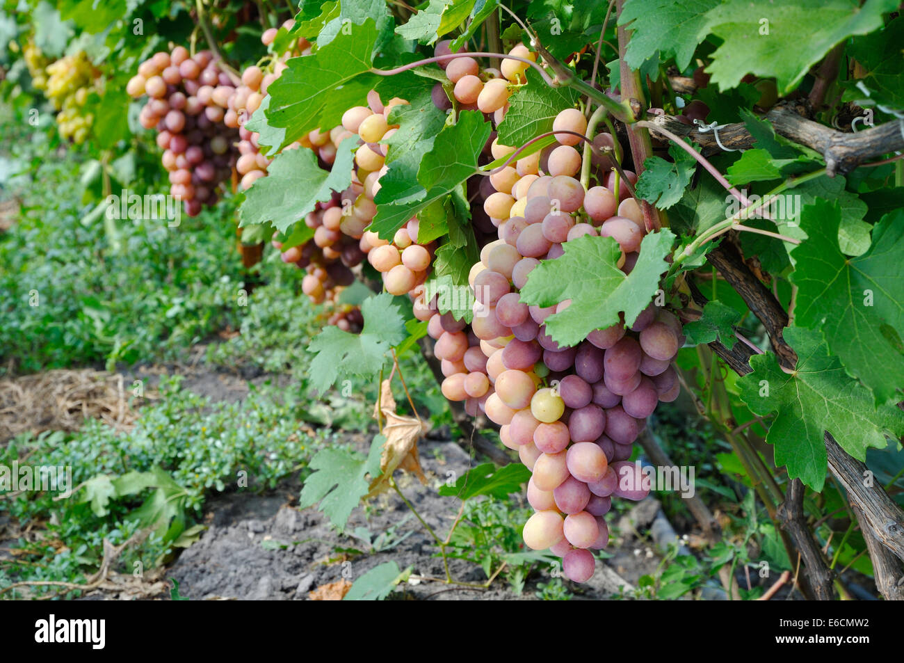Fila di uva rosa con molta frutta Foto Stock