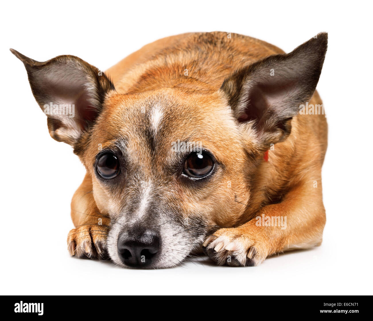 Malato russo toy terrier disteso di fronte. isolato su bianco backgroundgrust Foto Stock