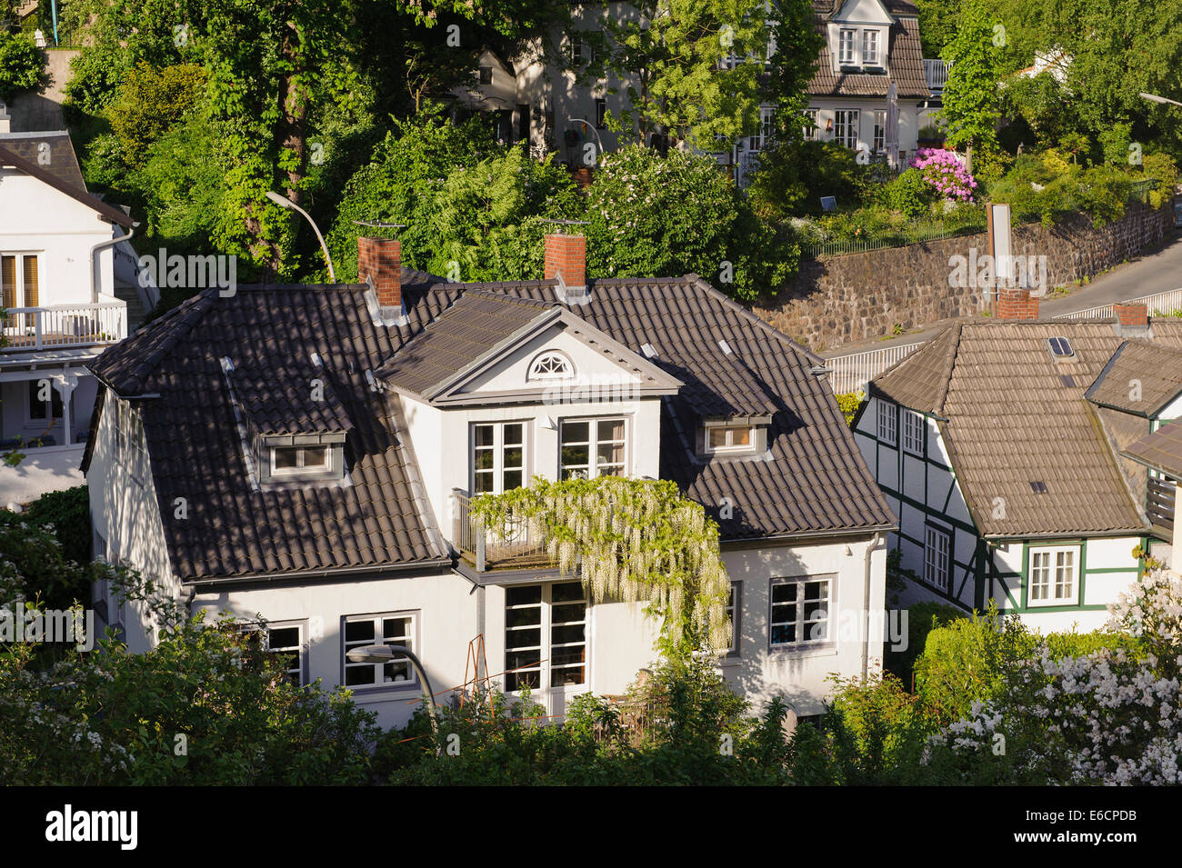 House e di fioritura (Glicine Wisteria alba) in Hamburg-Blankenese, Germania, Europa Foto Stock