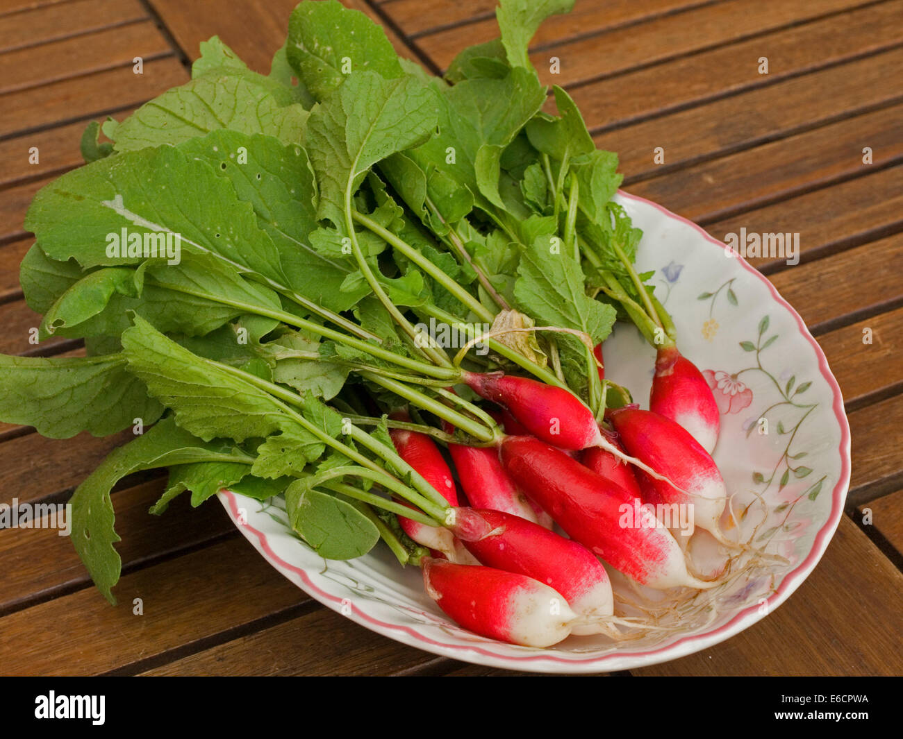 Il Ravanello di commestibile degustazione calda impianto principale utilizzato nelle insalate Foto Stock