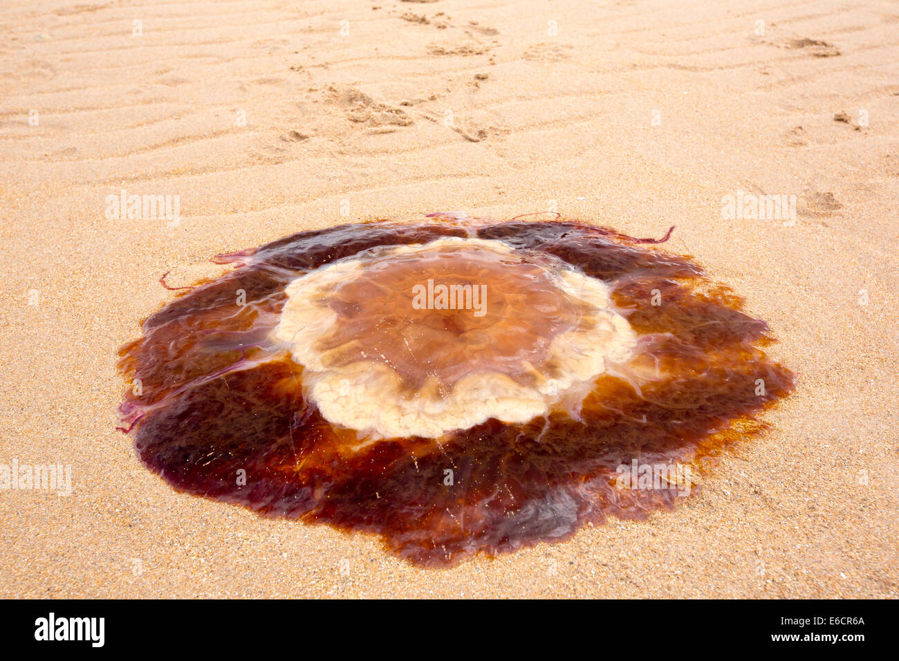 I Lions Mane meduse, Cyanea capillata, si è incagliata su una spiaggia Nothumberland. Il cambiamento climatico sta producendo numeri di Medusa ad aumentare in tutto il mondo. Foto Stock