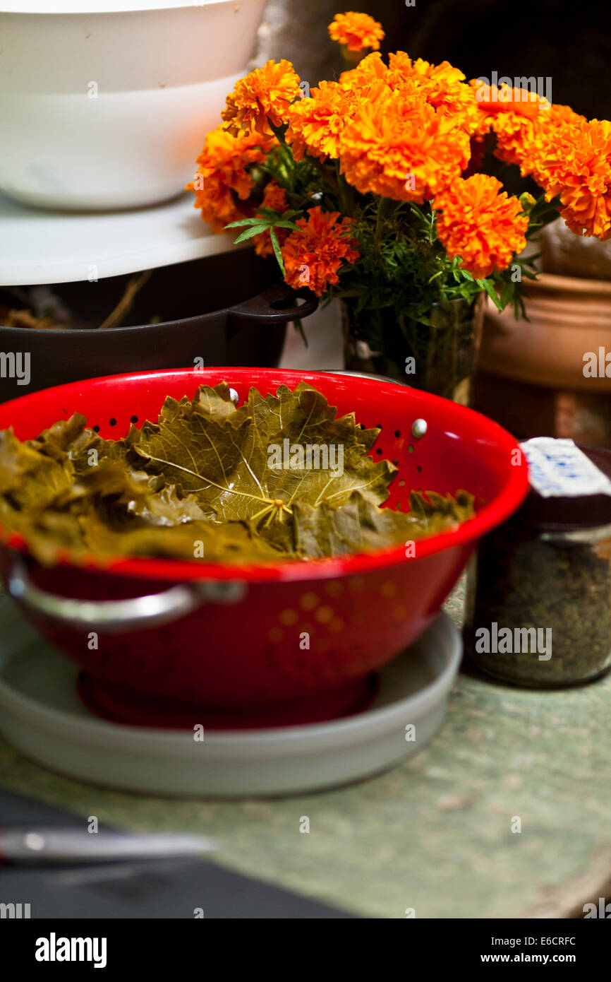 Foglie di uva per dolmades, piatti greci tradizionali. Foto Stock