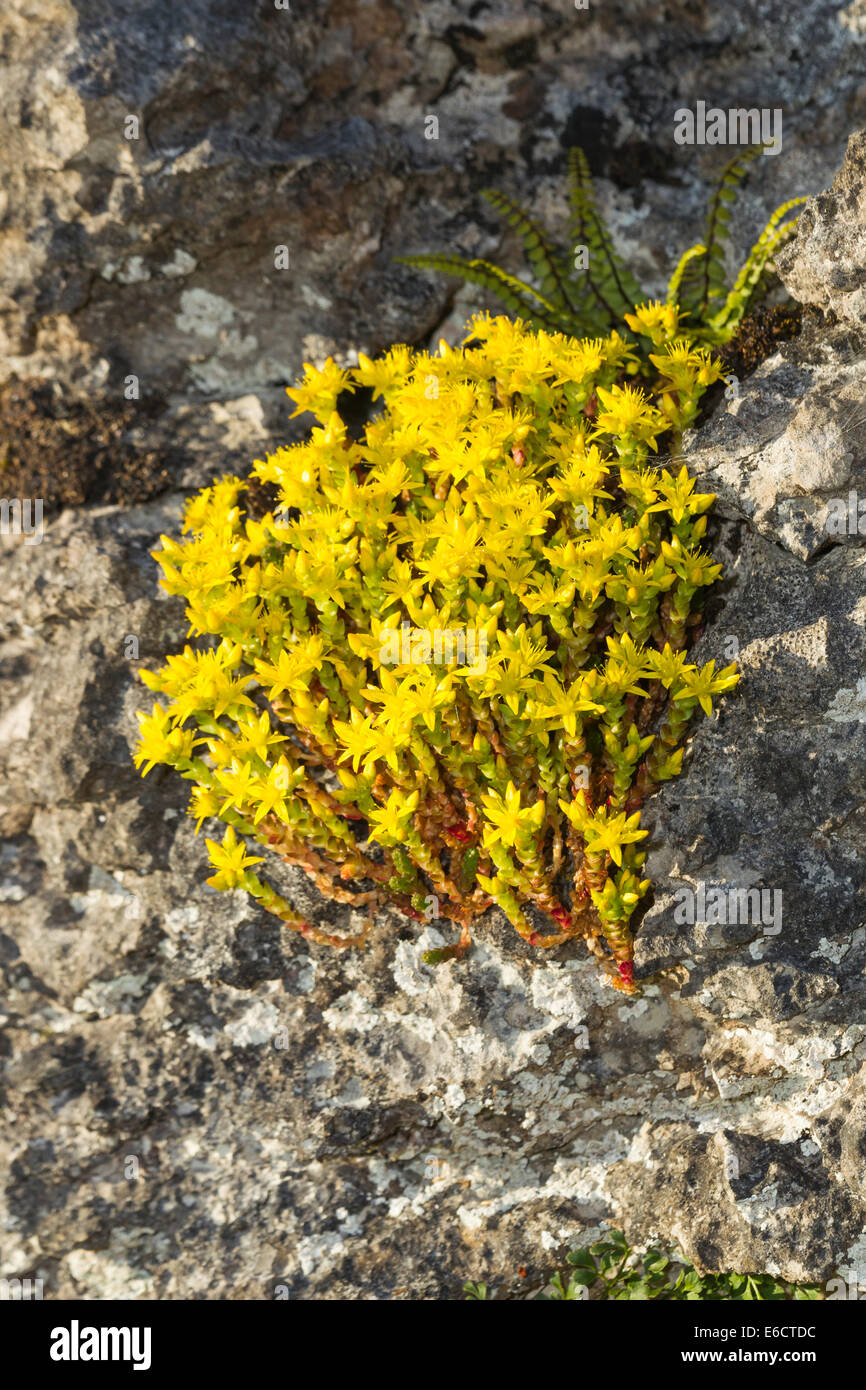 Mordere stonecrop Sedum acre, fioritura sulle rocce, Whitbarrow cicatrice, Cumbria, Regno Unito in luglio. Foto Stock