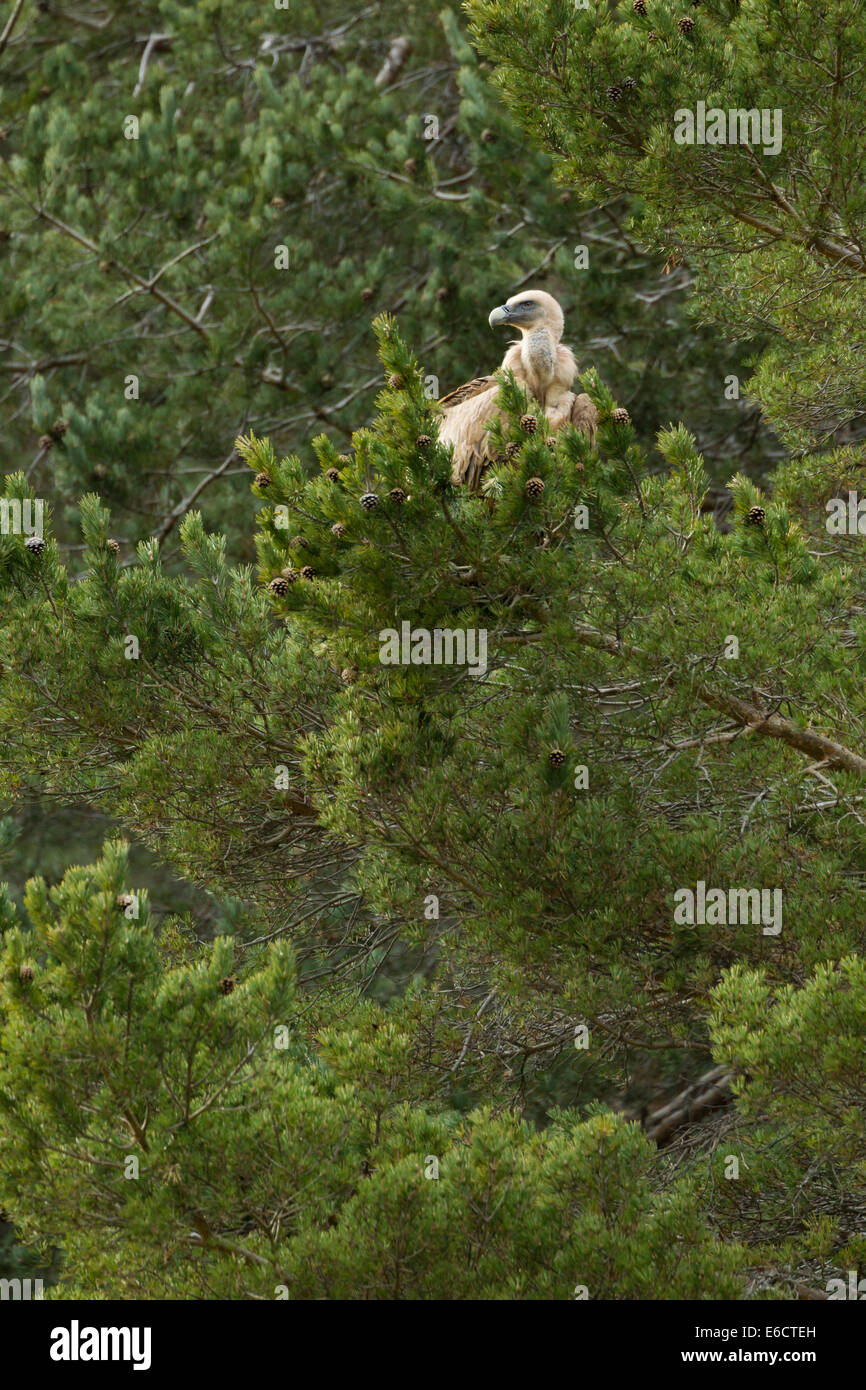 Eurasian avvoltoio grifone Gyps fulvus, adulto, arroccato in pino, Isaba, Pirenei spagnoli in marzo. Foto Stock